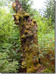 Pfaffenstein-12