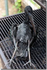 Storch
